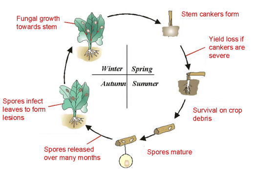 Phoma stem canker life-cycle